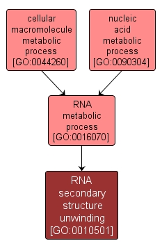 GO:0010501 - RNA secondary structure unwinding (interactive image map)