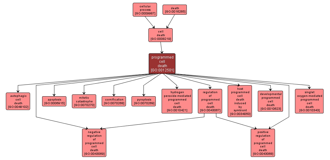 GO:0012501 - programmed cell death (interactive image map)