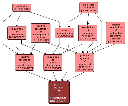 GO:0030501 - positive regulation of bone mineralization (interactive image map)