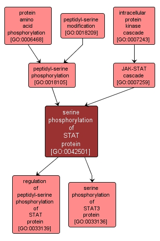 GO:0042501 - serine phosphorylation of STAT protein (interactive image map)