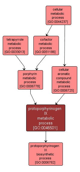 GO:0046501 - protoporphyrinogen IX metabolic process (interactive image map)