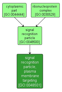 GO:0048501 - signal recognition particle, plasma membrane targeting (interactive image map)
