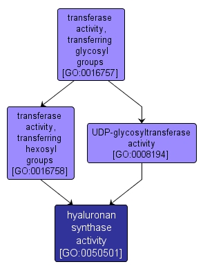 GO:0050501 - hyaluronan synthase activity (interactive image map)