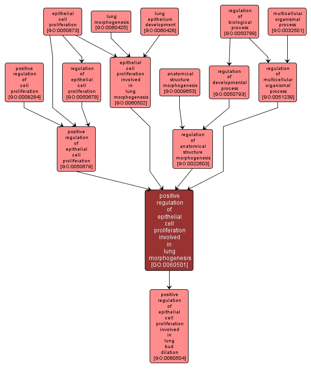 GO:0060501 - positive regulation of epithelial cell proliferation involved in lung morphogenesis (interactive image map)