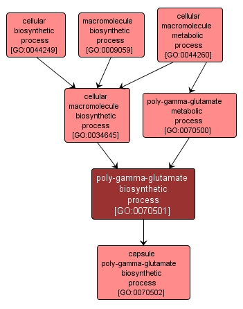 GO:0070501 - poly-gamma-glutamate biosynthetic process (interactive image map)