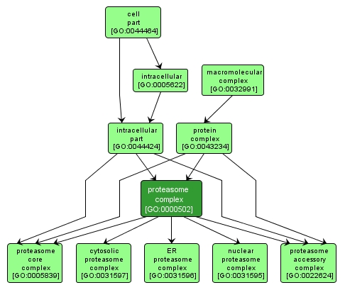 GO:0000502 - proteasome complex (interactive image map)