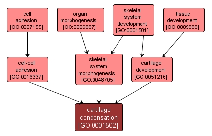 GO:0001502 - cartilage condensation (interactive image map)