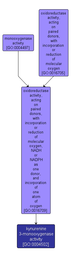 GO:0004502 - kynurenine 3-monooxygenase activity (interactive image map)