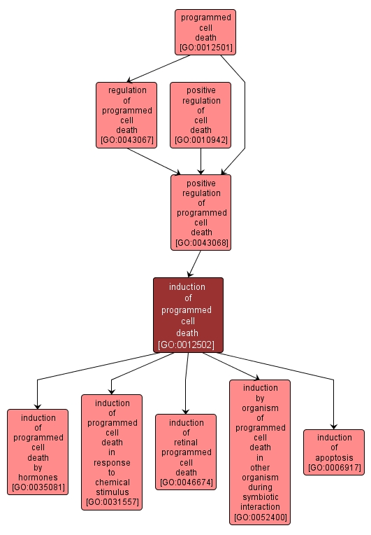 GO:0012502 - induction of programmed cell death (interactive image map)