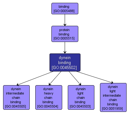 GO:0045502 - dynein binding (interactive image map)