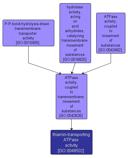 GO:0048502 - thiamin-transporting ATPase activity (interactive image map)