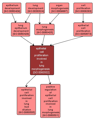 GO:0060502 - epithelial cell proliferation involved in lung morphogenesis (interactive image map)