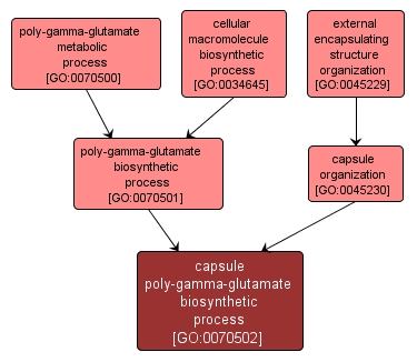 GO:0070502 - capsule poly-gamma-glutamate biosynthetic process (interactive image map)