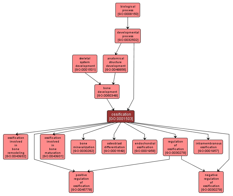 GO:0001503 - ossification (interactive image map)