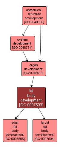 GO:0007503 - fat body development (interactive image map)