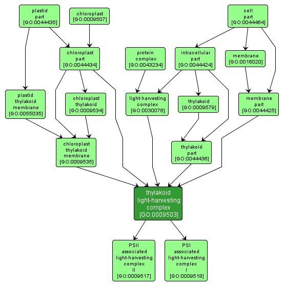 GO:0009503 - thylakoid light-harvesting complex (interactive image map)
