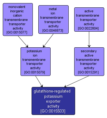 GO:0015503 - glutathione-regulated potassium exporter activity (interactive image map)