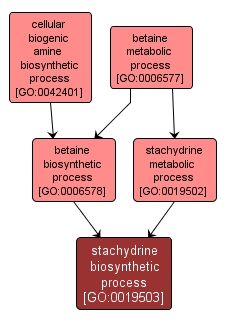 GO:0019503 - stachydrine biosynthetic process (interactive image map)