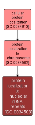 GO:0034503 - protein localization to nucleolar rDNA repeats (interactive image map)