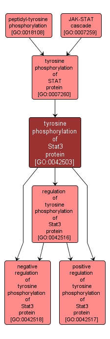 GO:0042503 - tyrosine phosphorylation of Stat3 protein (interactive image map)