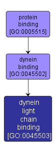 GO:0045503 - dynein light chain binding (interactive image map)