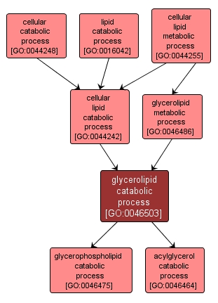 GO:0046503 - glycerolipid catabolic process (interactive image map)
