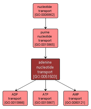 GO:0051503 - adenine nucleotide transport (interactive image map)