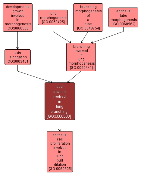 GO:0060503 - bud dilation involved in lung branching (interactive image map)