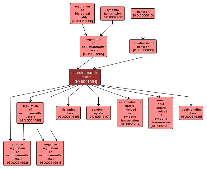 GO:0001504 - neurotransmitter uptake (interactive image map)