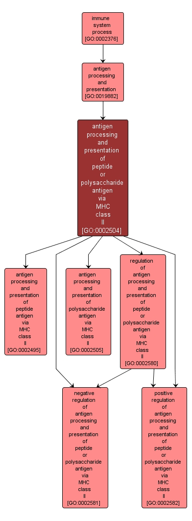 GO:0002504 - antigen processing and presentation of peptide or polysaccharide antigen via MHC class II (interactive image map)