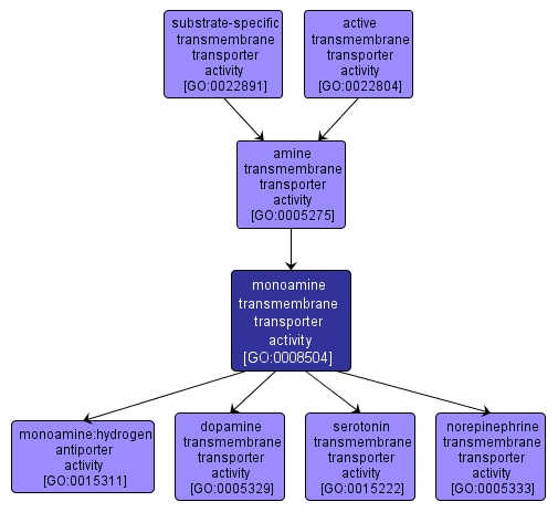 GO:0008504 - monoamine transmembrane transporter activity (interactive image map)