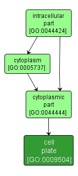 GO:0009504 - cell plate (interactive image map)