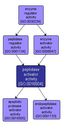 GO:0016504 - peptidase activator activity (interactive image map)