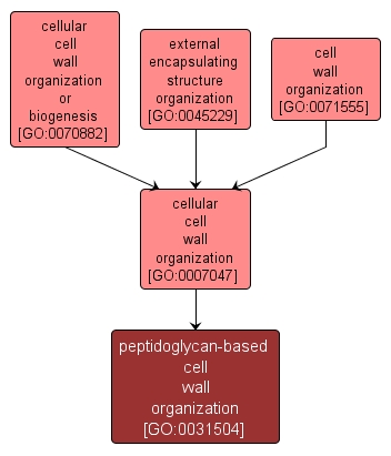GO:0031504 - peptidoglycan-based cell wall organization (interactive image map)