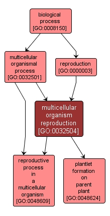 GO:0032504 - multicellular organism reproduction (interactive image map)