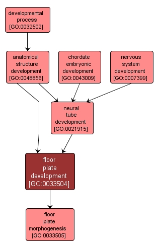 GO:0033504 - floor plate development (interactive image map)