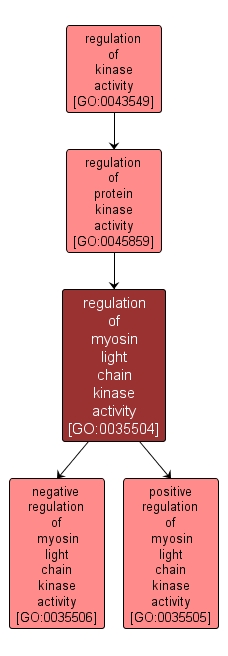 GO:0035504 - regulation of myosin light chain kinase activity (interactive image map)