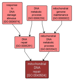 GO:0043504 - mitochondrial DNA repair (interactive image map)