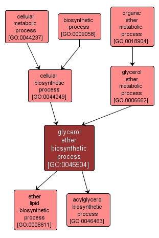 GO:0046504 - glycerol ether biosynthetic process (interactive image map)