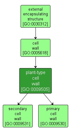 GO:0009505 - plant-type cell wall (interactive image map)