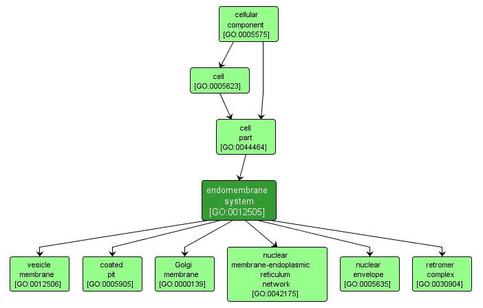 GO:0012505 - endomembrane system (interactive image map)