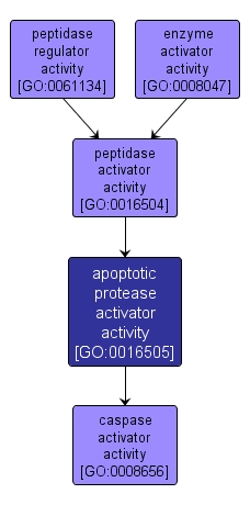 GO:0016505 - apoptotic protease activator activity (interactive image map)