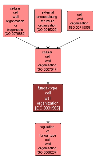 GO:0031505 - fungal-type cell wall organization (interactive image map)