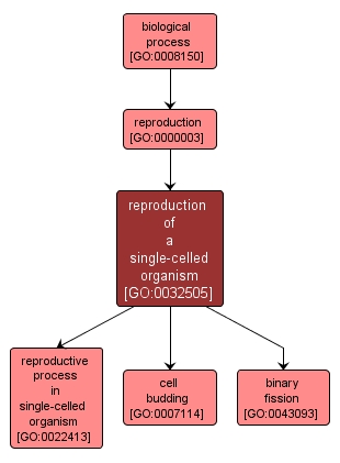 GO:0032505 - reproduction of a single-celled organism (interactive image map)