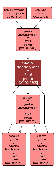 GO:0042505 - tyrosine phosphorylation of Stat6 protein (interactive image map)
