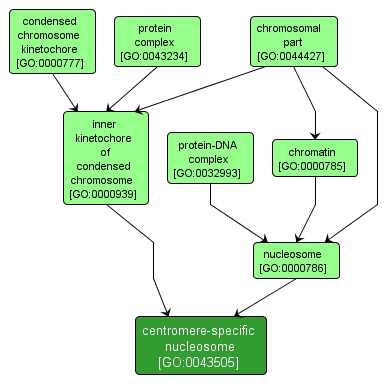 GO:0043505 - centromere-specific nucleosome (interactive image map)