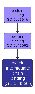 GO:0045505 - dynein intermediate chain binding (interactive image map)