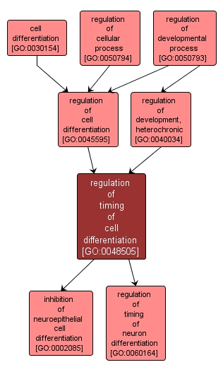 GO:0048505 - regulation of timing of cell differentiation (interactive image map)