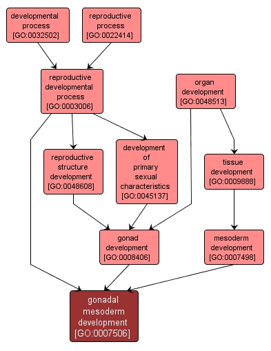 GO:0007506 - gonadal mesoderm development (interactive image map)