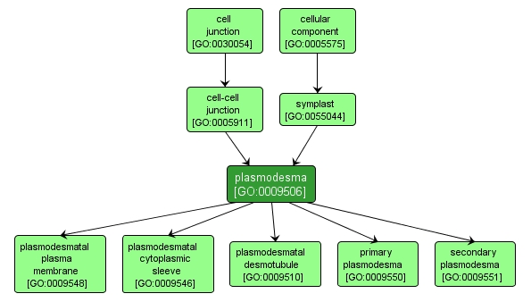 GO:0009506 - plasmodesma (interactive image map)